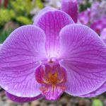 orchid flower