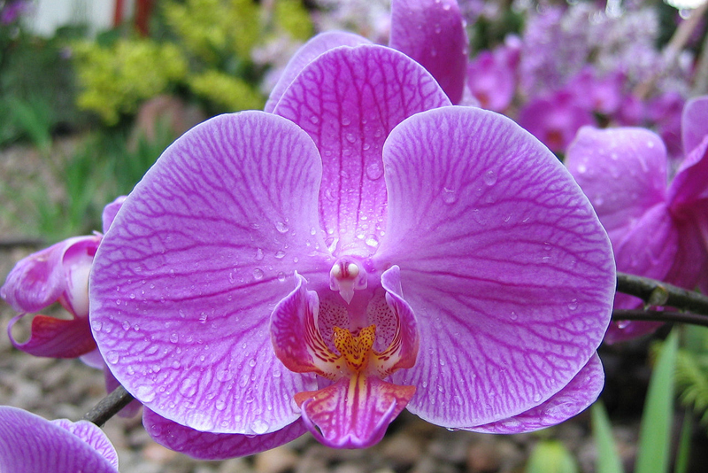 Orchid Flower — Everything you need to know if you are owner
