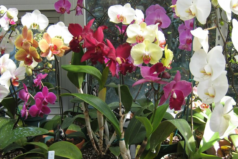 types of orchids