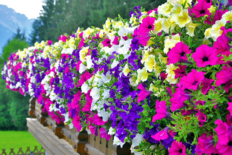 The most beautiful landscaping plants for your garden