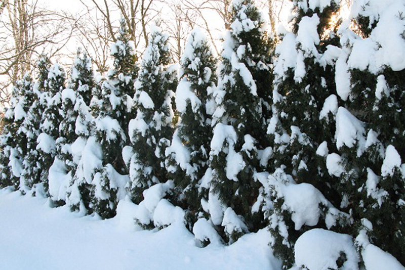 Evergreen trees for creative landscape solutions