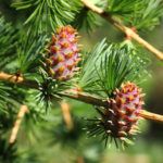 larch tree