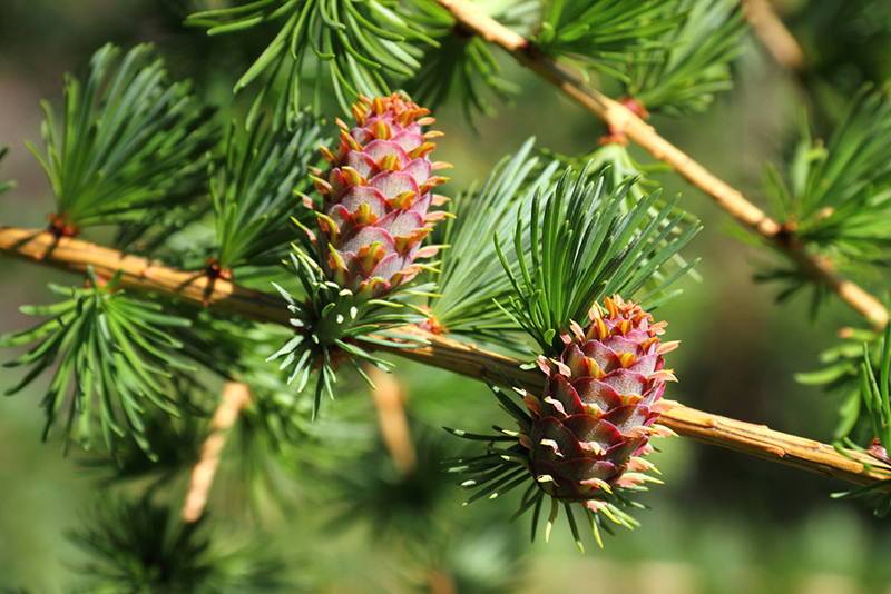 Features of planting larch and fir tree in the garden