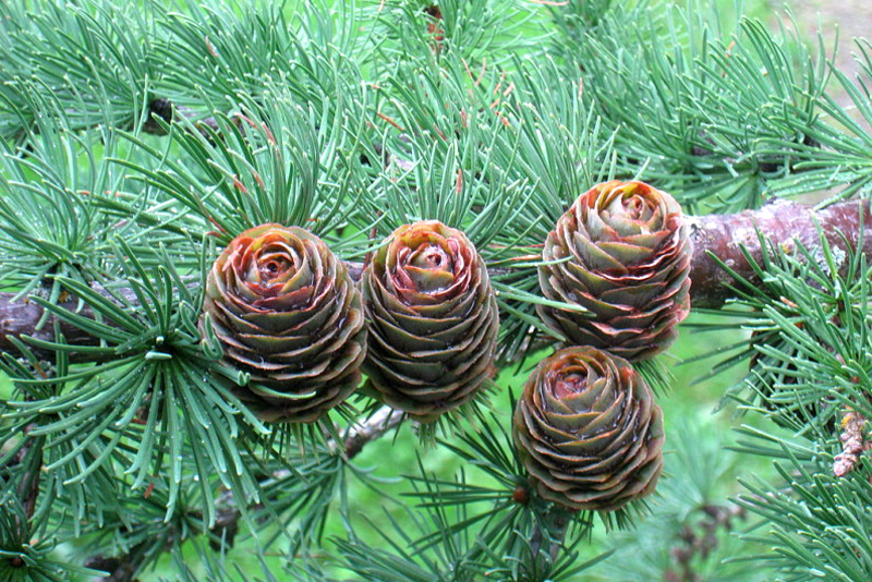 Larch delicately scaly