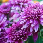 chrysanthemum flower