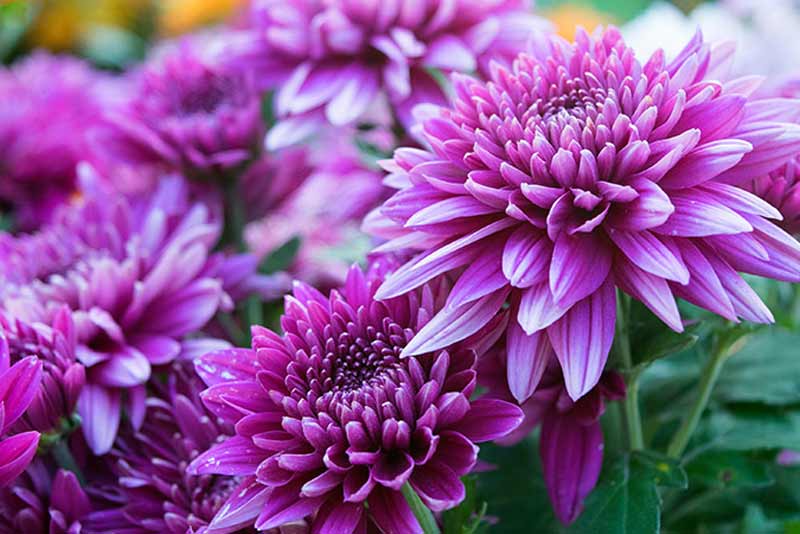 The specifics of chrysanthemum flower fall care