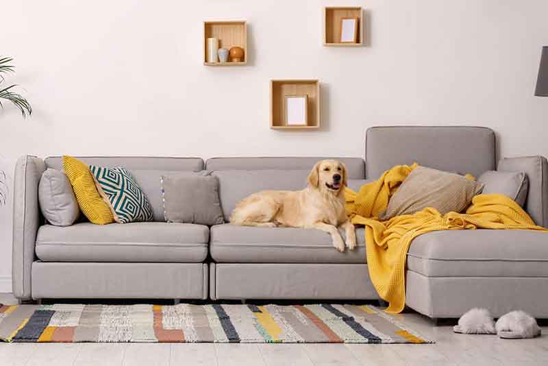 Stylish and Durable Home Decor for Pets