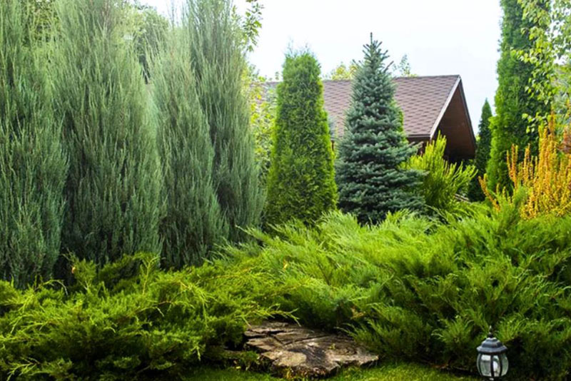 Choosing the Perfect Juniper Shrubs