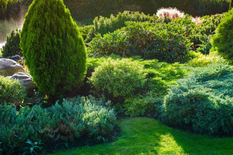 Enhancing Your Garden with Juniper Shrubs