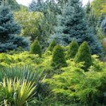 Best Types of Juniper Shrubs for Landscaping