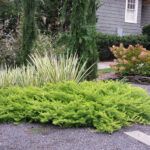 Juniper Shrubs for Landscaping