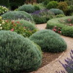 Juniper Shrubs for Landscaping: Most Interesting Types to Try